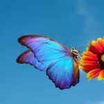 Arti Kupu-Kupu Masuk Rumah Menurut Primbon Jawa, Pertanda Datangnya Rezeki atau Musibah?