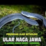 Fakta Ular Naga Jawa di Gunung Sanggabuana