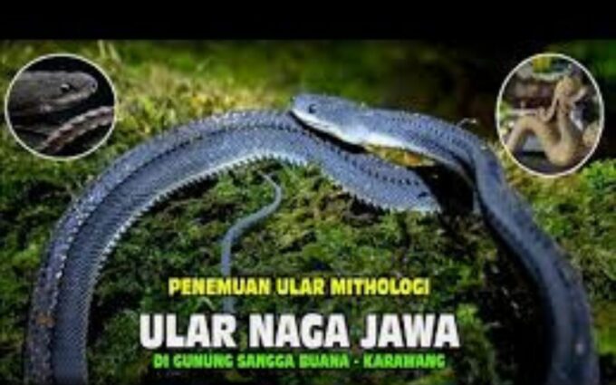 Fakta Ular Naga Jawa di Gunung Sanggabuana