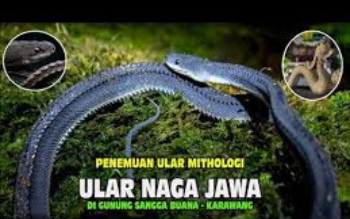 Fakta Ular Naga Jawa di Gunung Sanggabuana