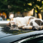 5 Mitos Nabrak Kucing Saat Istri Hamil yang Masih Dipercaya, Ini Penjelasannya!