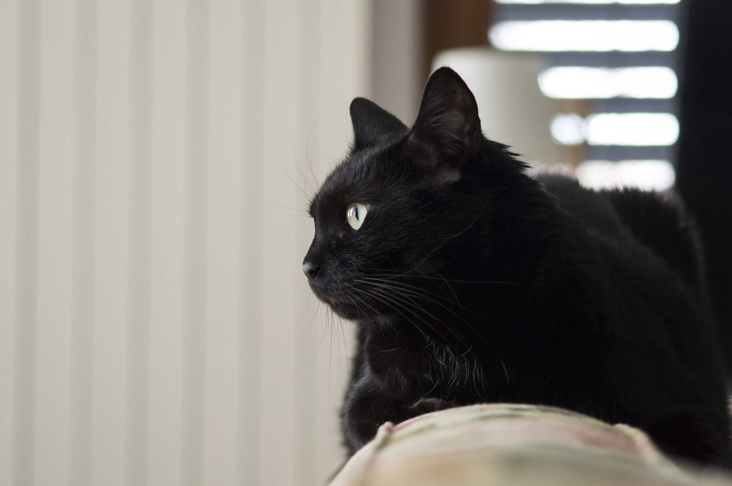 Mitos Kucing Hitam