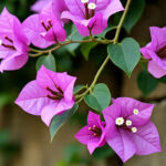 Tanaman rambat gantung