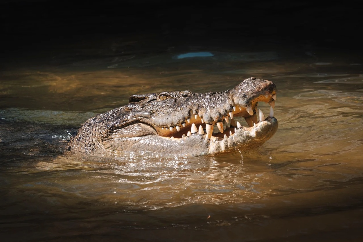 buaya di Tojo Una-Una