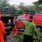 Hujan deras dan angin kencang membuat sejumlah pohon di Jakarta Timur tumbang. Foto: BPBD Jaktim