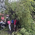 Pohon tumbang tewaskan warga DKI