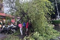 Pohon tumbang tewaskan warga DKI