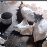 perdagangan anjing konsumsi di DIY