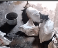 perdagangan anjing konsumsi di DIY