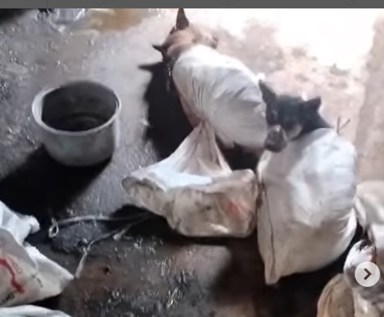 perdagangan anjing konsumsi di DIY