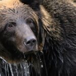 Seranga Beruang di Jepang