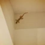 Mitos dan Rezeki! Mengungkap Makna Budaya di Balik Kejatuhan Cicak di Pundak Kiri dalam Primbon Jawa