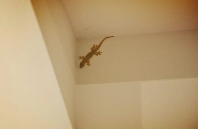 Mitos dan Rezeki! Mengungkap Makna Budaya di Balik Kejatuhan Cicak di Pundak Kiri dalam Primbon Jawa