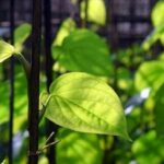 Ajaib! 10 Penyakit Ini Bisa Sembuh dengan Daun Sirih dengan Cara Alami