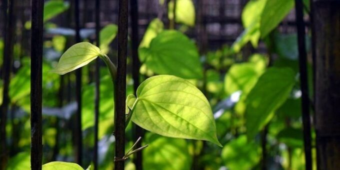 Ajaib! 10 Penyakit Ini Bisa Sembuh dengan Daun Sirih dengan Cara Alami