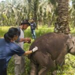 Laila, anak gajah Betina di Bengkalis mati mendadak. Foto: BKSDA Riau