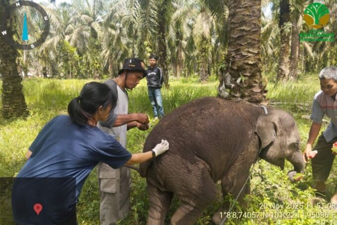 Laila, anak gajah Betina di Bengkalis mati mendadak. Foto: BKSDA Riau