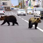 Serangan beruang liar di Jepang meningkat. Foto: SCMP