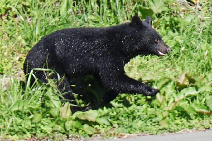 Serangan beruang liar di Jepang terus meningkat. Foto: Kyodo