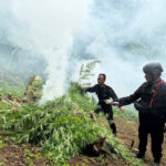 Brimob Polda Sumut musnahkan 10 hektare ladang ganja di Madina. Foto: Brimob Polda Sumut