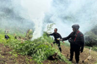 Brimob Polda Sumut musnahkan 10 hektare ladang ganja di Madina. Foto: Brimob Polda Sumut