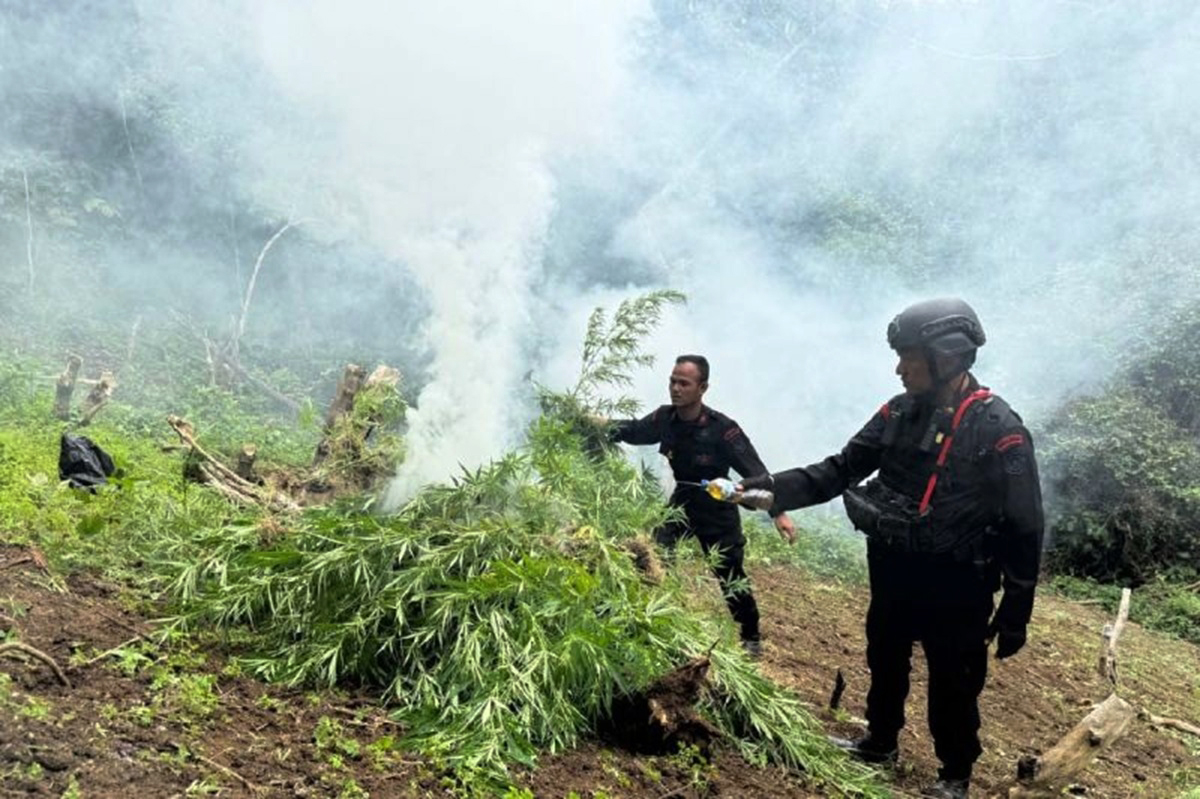 Brimob Polda Sumut musnahkan 10 hektare ladang ganja di Madina. Foto: Brimob Polda Sumut