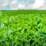 Daun teh bisa menghambat proses korosi.