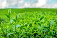 Daun teh bisa menghambat proses korosi.