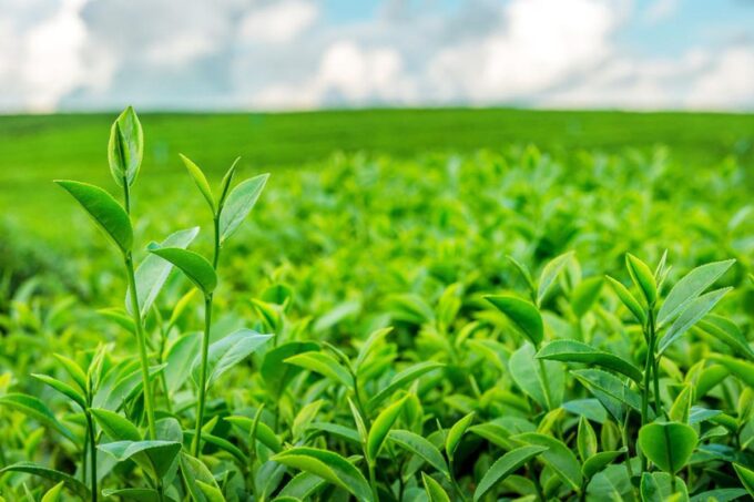 Daun teh bisa menghambat proses korosi.