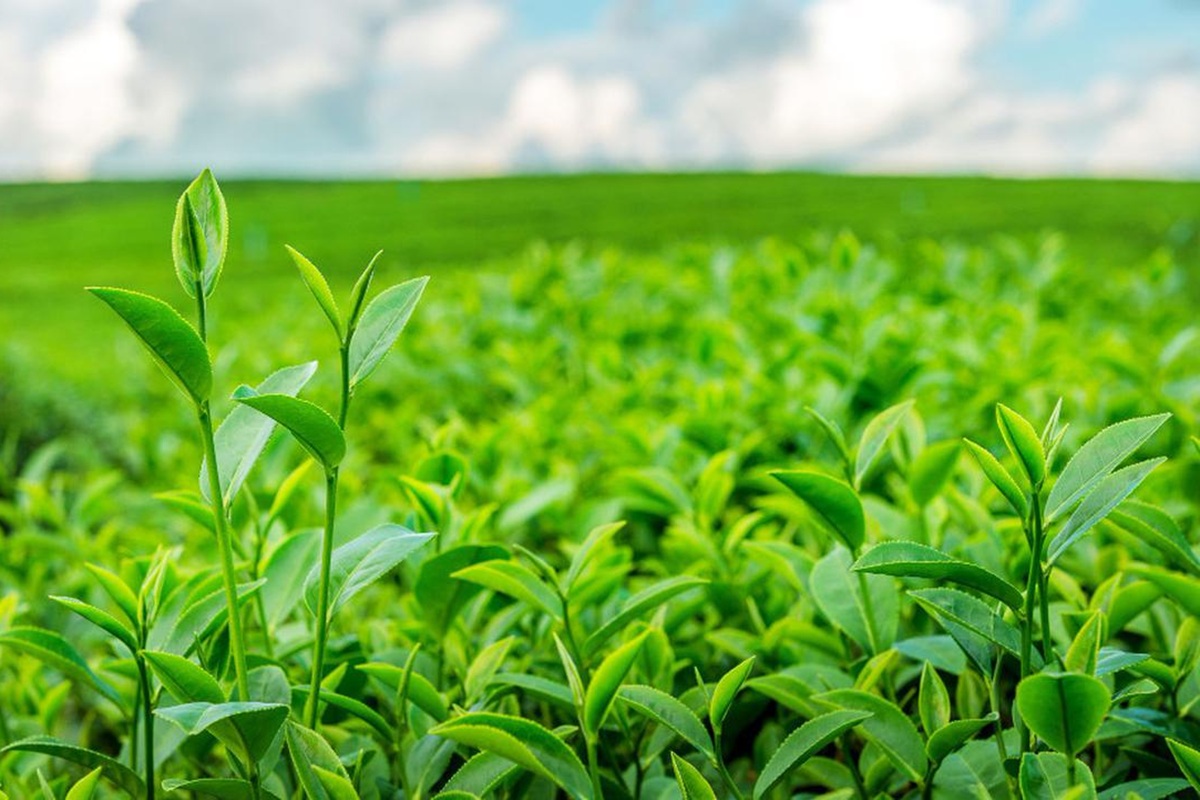 Daun teh bisa menghambat proses korosi.