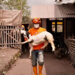 Ternak di sekitar wilayah Semeru terkenda dampak erupsi.