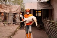 Ternak di sekitar wilayah Semeru terkenda dampak erupsi.