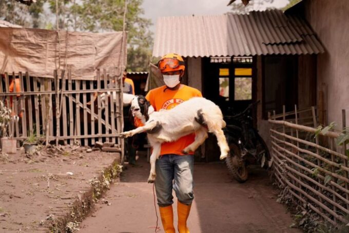Ternak di sekitar wilayah Semeru terkenda dampak erupsi.