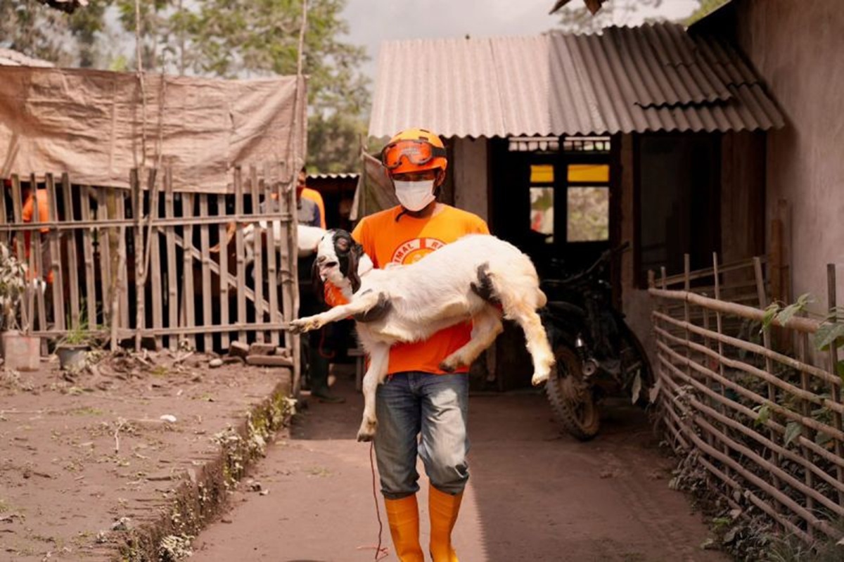 Ternak di sekitar wilayah Semeru terkenda dampak erupsi.