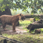 Gubernur DKI Pramono Anung memastikan harimau kurus di Ragunan kini sudah kembali gemuk.