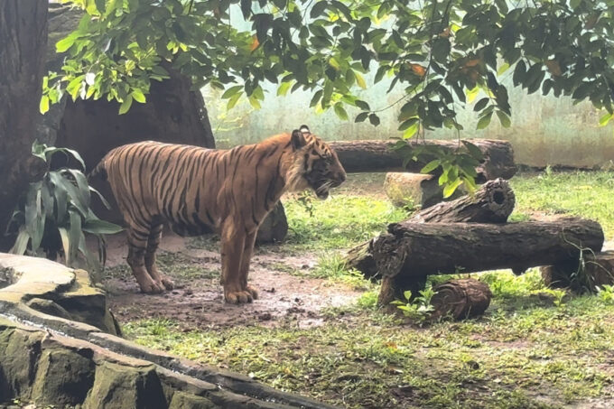 Gubernur DKI Pramono Anung memastikan harimau kurus di Ragunan kini sudah kembali gemuk.