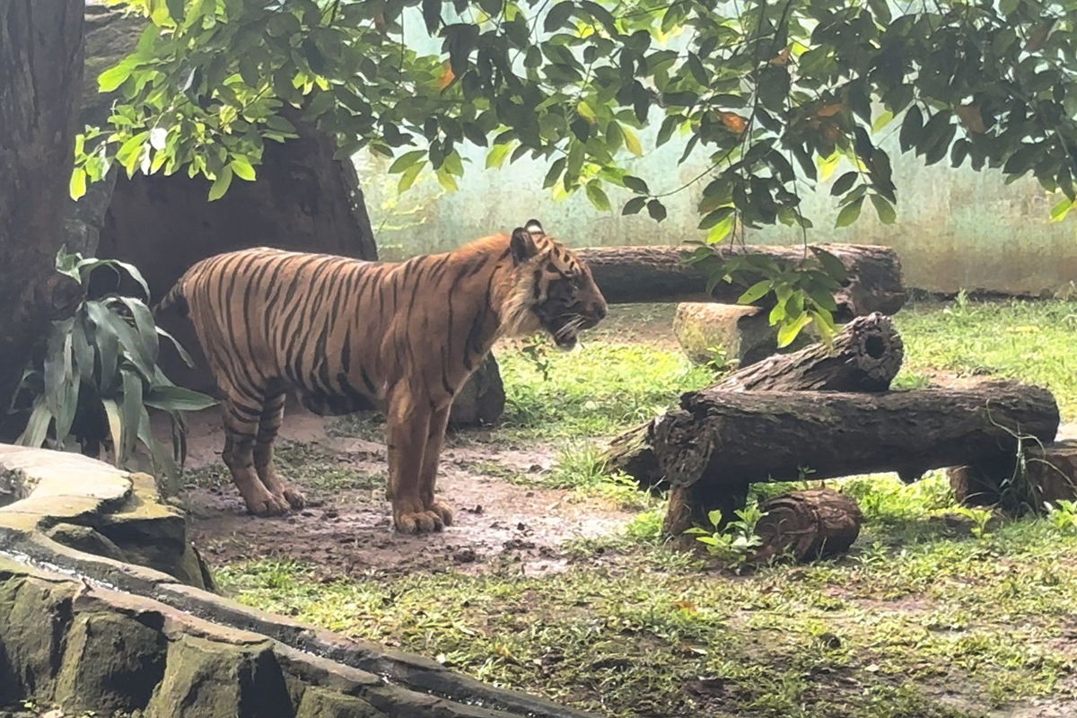 Gubernur DKI Pramono Anung memastikan harimau kurus di Ragunan kini sudah kembali gemuk.