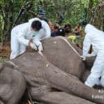 Dona, gajah betina di Taman Nasional Way Kambas mati. Foto: TNWK