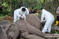 Dona, gajah betina di Taman Nasional Way Kambas mati. Foto: TNWK