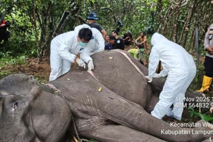 Dona, gajah betina di Taman Nasional Way Kambas mati. Foto: TNWK