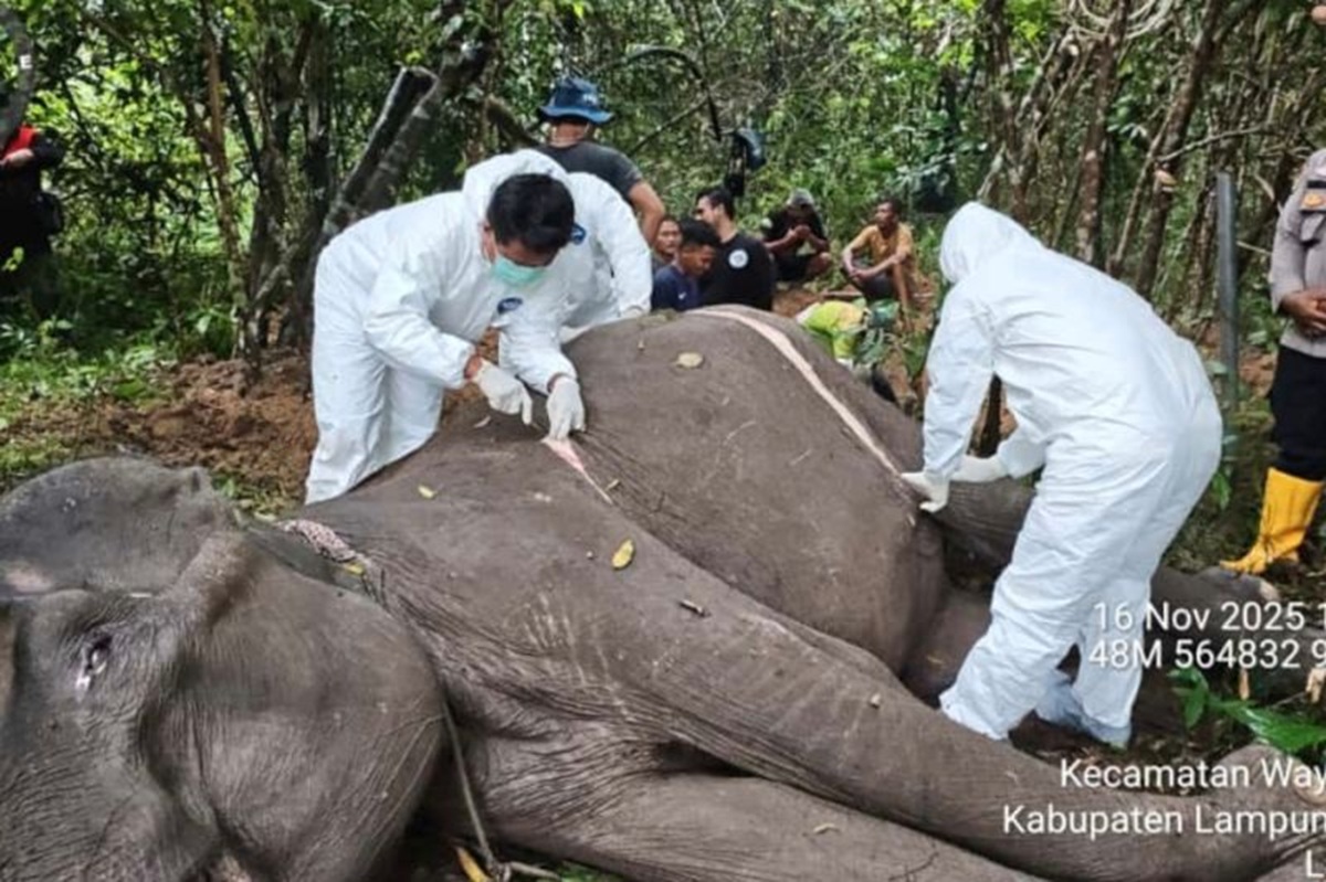 Dona, gajah betina di Taman Nasional Way Kambas mati. Foto: TNWK