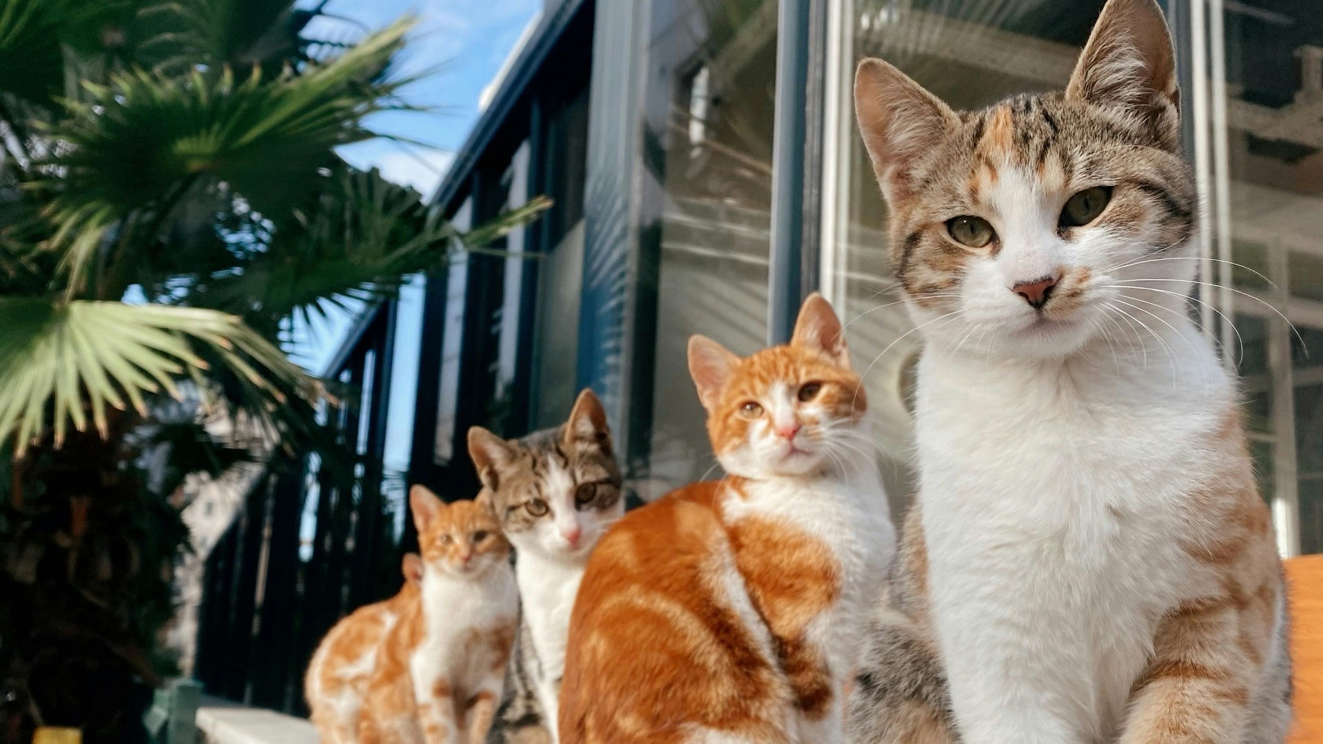Kota Seribu Kucing