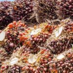 MODUS LICIK PENGUSAHA CPO, Ekspor Dilaporkan Limbah