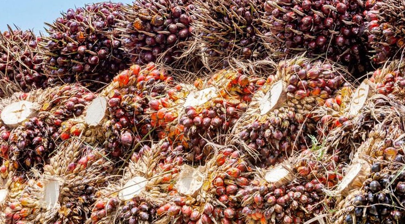 MODUS LICIK PENGUSAHA CPO, Ekspor Dilaporkan Limbah