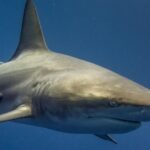 Peselancar Angin Australia