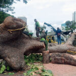 Pohon tumbang di jalan Sisingamangaraja. Foto: beritajakarta