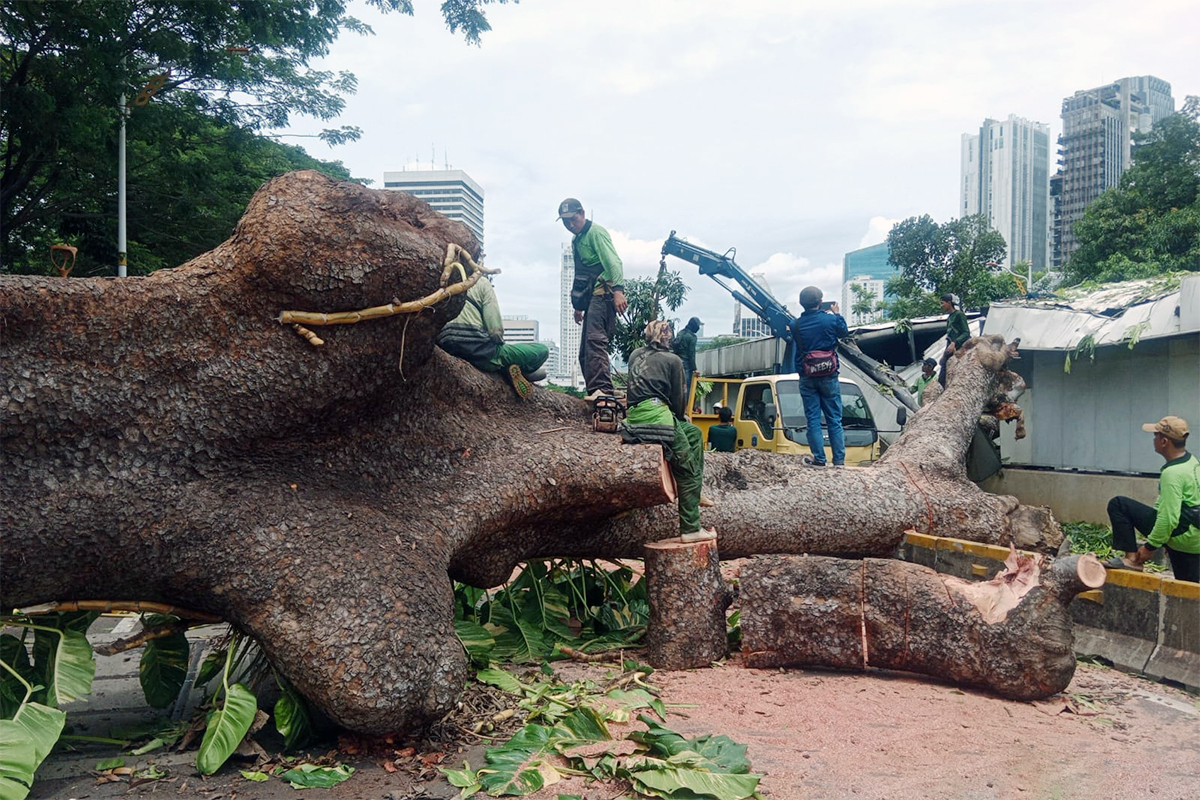 Pohon tumbang di jalan Sisingamangaraja. Foto: beritajakarta