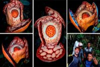 Keberadaan Rafflesia Hasseltii di hutan Sumatera Barat diungkap Peneliti BRIN. Foto: BRIN