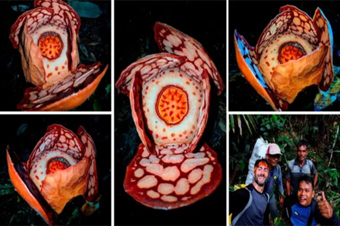 Keberadaan Rafflesia Hasseltii di hutan Sumatera Barat diungkap Peneliti BRIN. Foto: BRIN