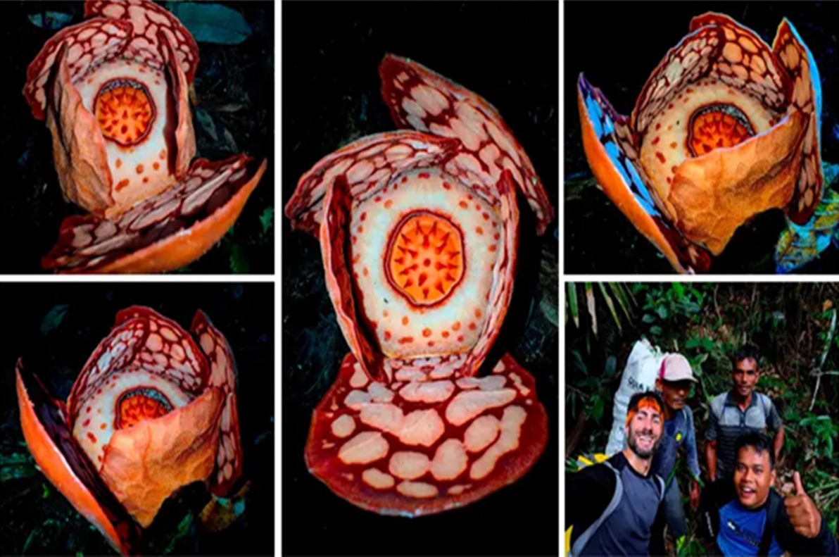 Keberadaan Rafflesia Hasseltii di hutan Sumatera Barat diungkap Peneliti BRIN. Foto: BRIN
